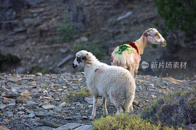 绵羊在土耳其爱琴海岩石上行走Gökçeada (Imroz)